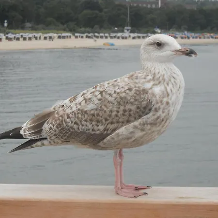 Ostseele - Tosi Διαμέρισμα Timmendorfer Strand