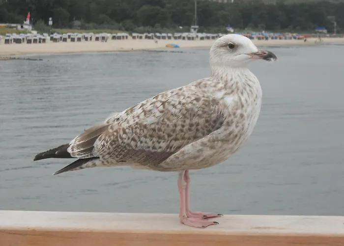 Ostseele - Tosi Διαμέρισμα Timmendorfer Strand